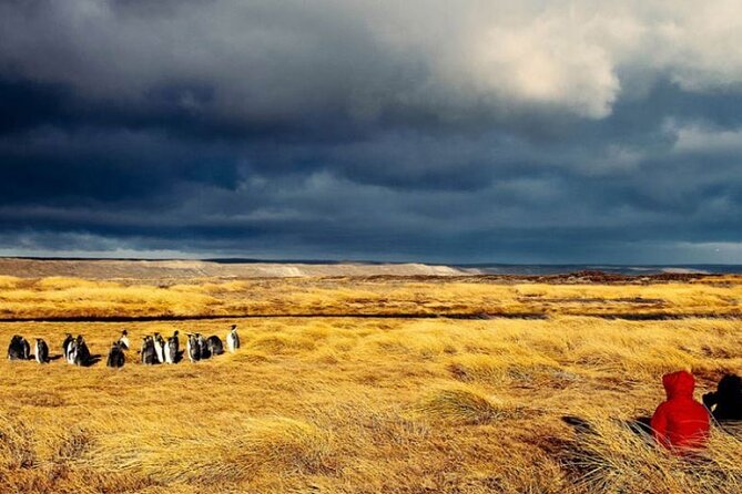Private Tour King Penguin Park From Punta Arenas - Important Reminders