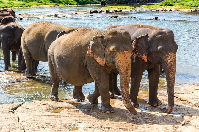 Private Tour Minneriya National Park From Colombo - Frequently Asked Questions