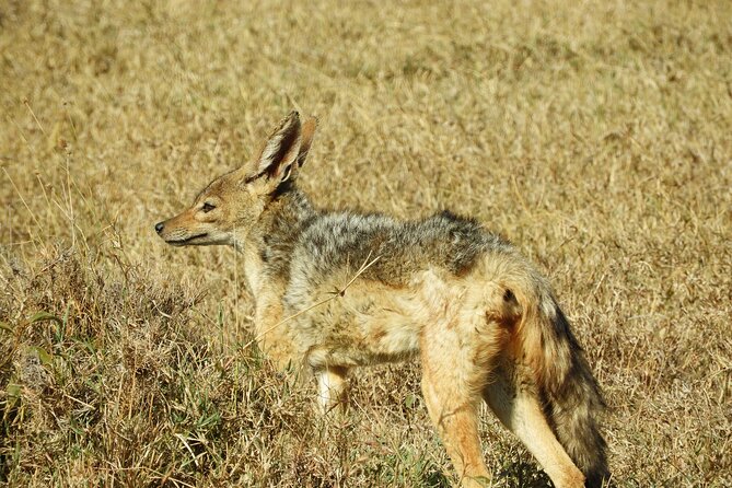 Private Tour Nairobi National Park & Giraffe Centre - Booking Process
