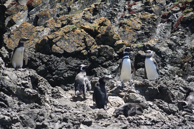 Private Tour of 4 Days Puerto Varas, Chiloé, Los Lagos Chile - Accessibility Features