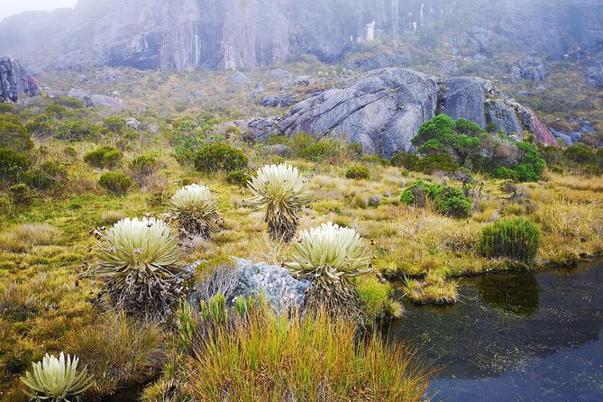 Private Tour - Páramo De Santurban (Nature) - Meeting and Pickup