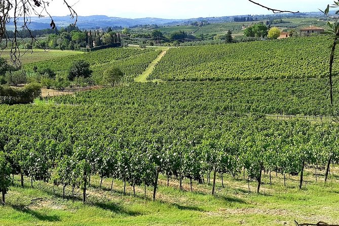 PRIVATE Tour: Pisa & Lucca With Lunch and Wine Tastings in the Farm