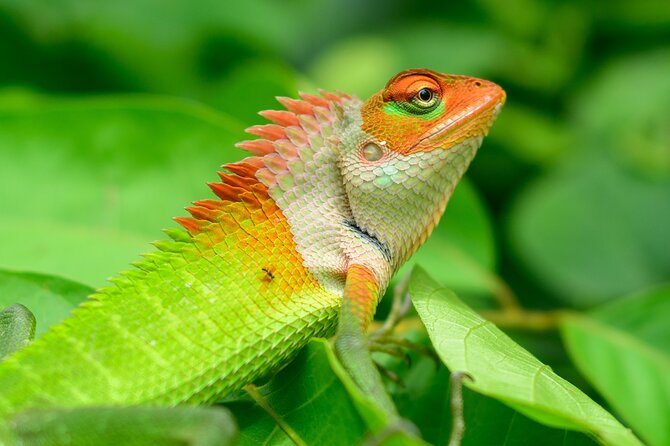 Private Tour Sinharaja Rain Forest From Colombo - Additional Details