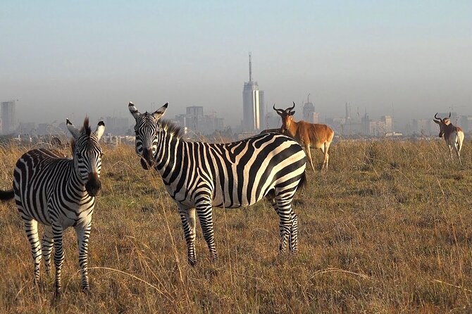 Private Tour to Nairobi National Park and the Karen Blixen Museum - Additional Information
