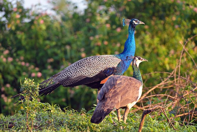 Private Tour Udawalawe National Park Full Day From Colombo - Pricing and Reservation