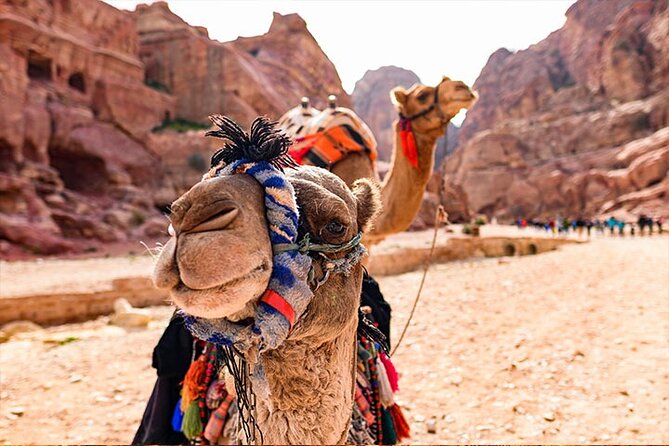 Private Transfer From Petra City Hotels to Aqaba Airport - Directions