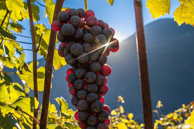 Private Valtellina Tour With Wine Tasting and Lunch - Operator Details