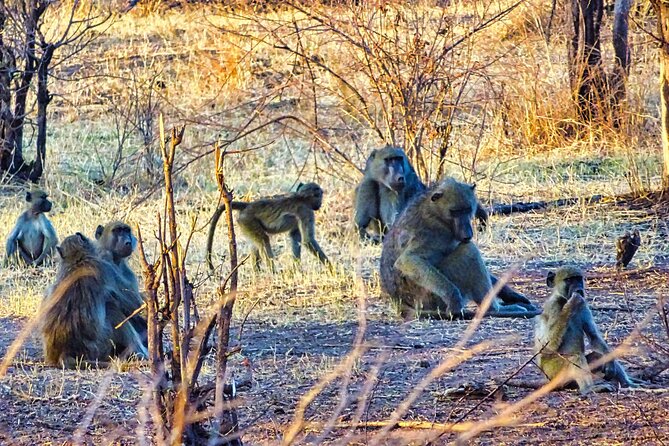 Private Walking Safari in Victoria Falls Town, Private Guide - Operated By
