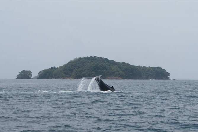 Private Whale Watching Tour at the Pearl Islands on Private Yacht - Booking Process