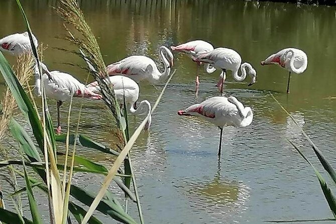 Private Wine Excursion in Camargue Sand Minibus - Accessibility Information