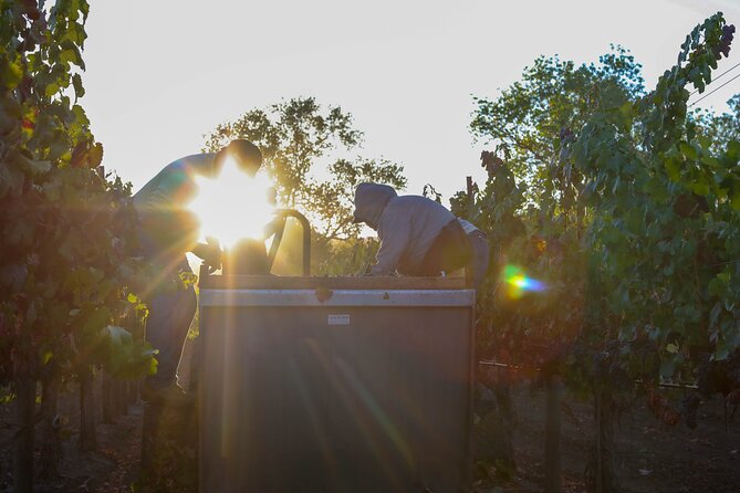 Private Wine Tour and Tastings at Dafnes Valley (Lunch Included) - Pickup Information