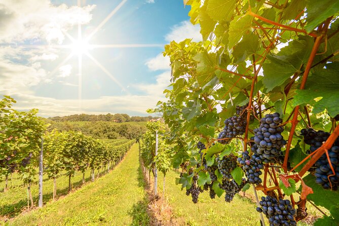Private Wine Tour Grape Escape Rhine Valley From Frankfurt - Itinerary