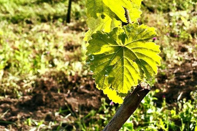 Private Wine Tour in Azerbaijan - Booking Confirmation