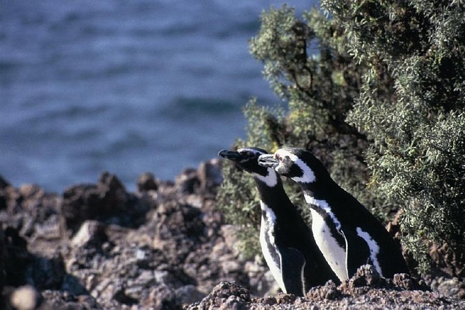 Puerto Madryn: Punta Tombo Full-Day Tour - Highlights