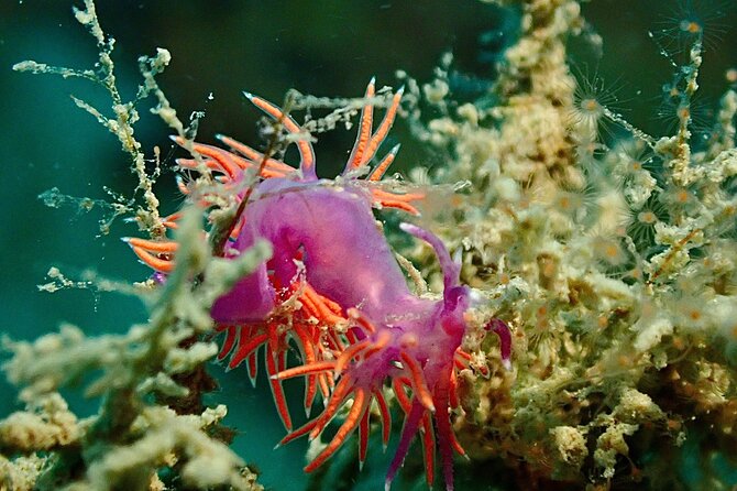 Pula Discover Scuba Diving for KIDS - Frequently Asked Questions