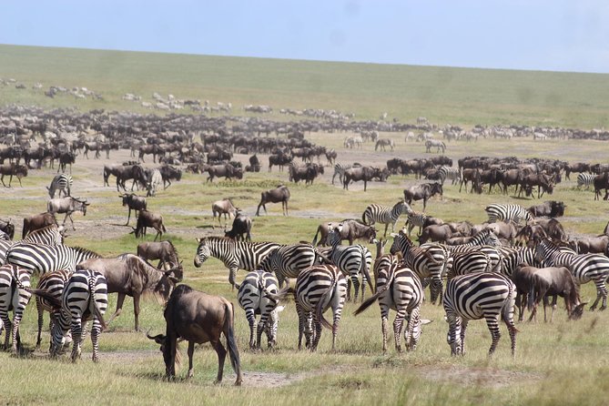 Pumba Tanzania Safari - Booking Information