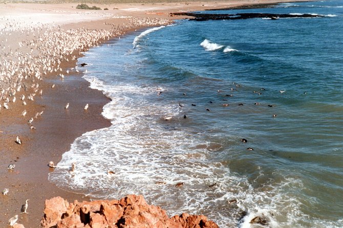 Punta Tombo and Its Penguins - Puerto Madryn - Maximum Traveler Capacity