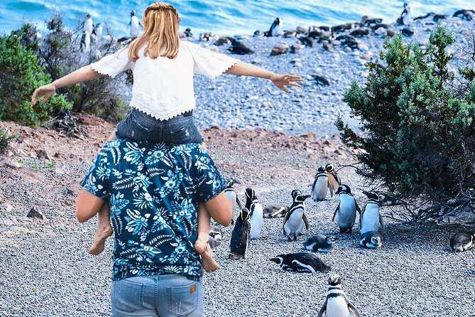 Punta Tombo for Cruises Walk Among Penguins - Walking Among Penguins Experience