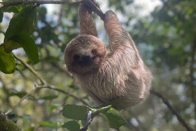 Rainforest Combo - Chocolate - Coffee - Sloths - Rio Celeste - Tour Overview