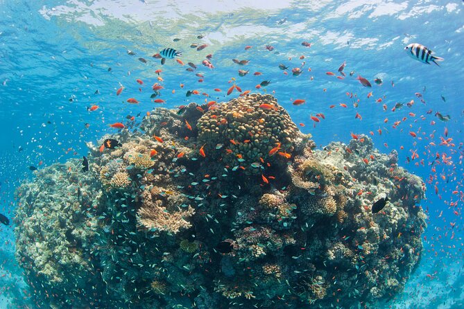 Ras Mohammed and White Island Luxurious Cruise With Lunch - Booking and Pricing Details
