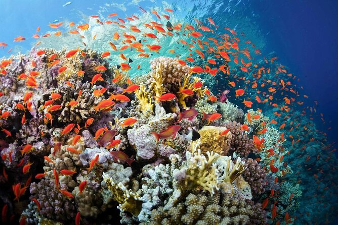 Ras Mohammed National Park Tour - Cancellation Policy and Refunds