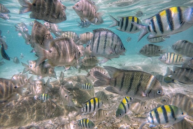 Rawa Island Snorkeling Tour From Perhentian Island - Key Notes on Accessibility and Capacity