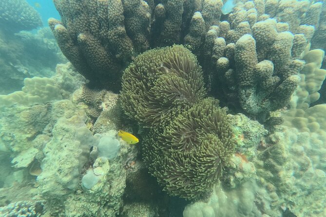 Reef and Beach Experience in Zanzibar - Booking Information