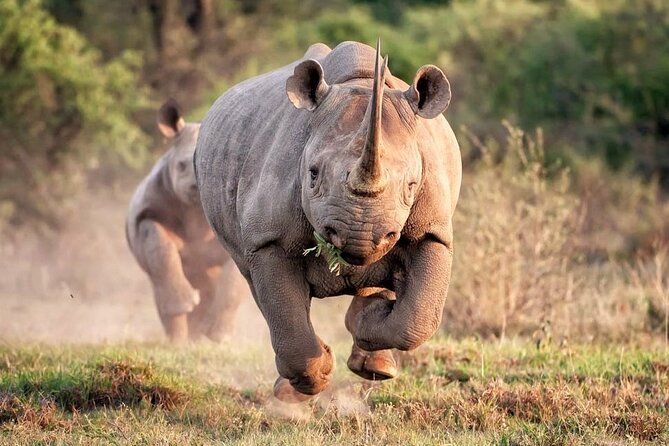 Rhino and Lion Park Safari Tour - Availability