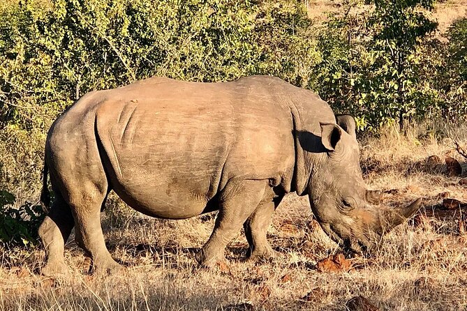 Rhino Walk and Safari Game Drive in Livingstone - Frequently Asked Questions