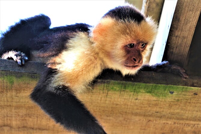 Roatan Excursion: ATV Adventure / Sloths and Monkey Hangout - Communication With Tour Operators