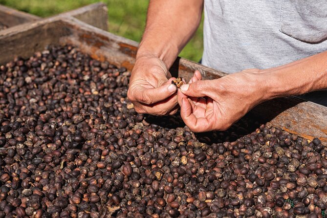 Rural Coffee Processes Inside the Forest With Night Tour - Location: Monteverde, Costa Rica