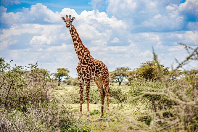 Saadani National Park Private Full Day Tour From Dar Es Salaam - Departure Point