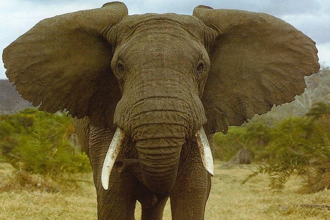 Safari in Selous From Zanzibar: 04 Night 05 Days Safari – Full Board - Tour Expectations and Policies