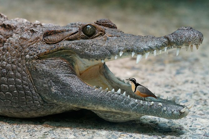 Safari in Selous Game Reserve From Zanzibar: 03 Night 04 Day Safari – Full Board - Safari Experience Expectations