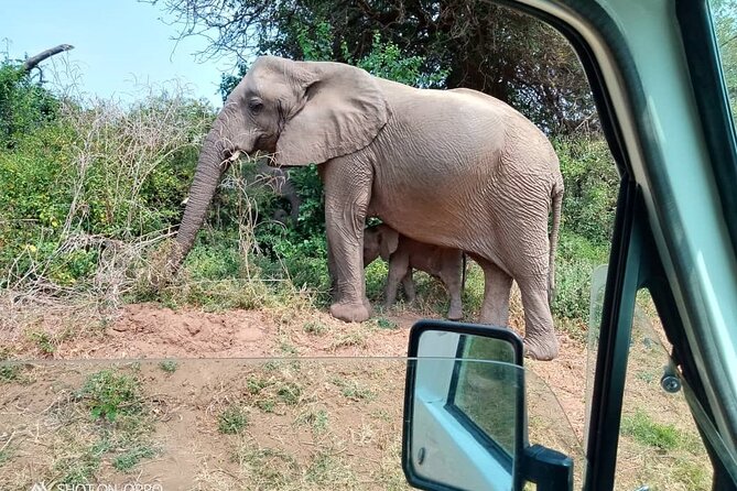 Safari to Amboseli National Park Group Day Tour - Booking and Confirmation