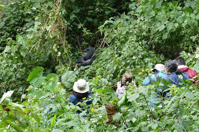 Safari to Kibaale Forest, Queen Elizabeth and Lake Mburo National Parks - Trip Logistics and Booking Information