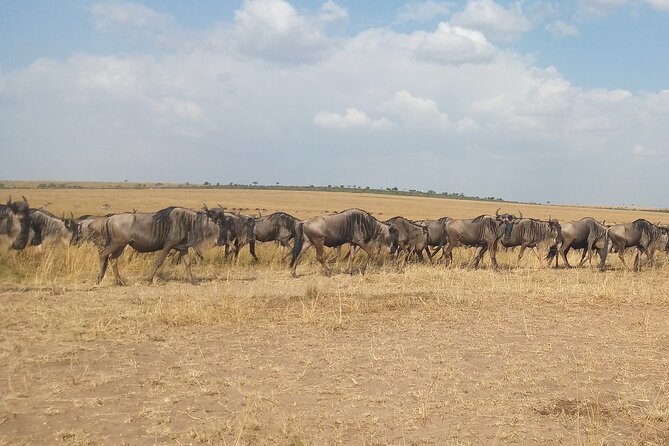 Safari Trip: Karen Blixen, Giraffe Center, Nairobi National Park - Cancellation Policy Details