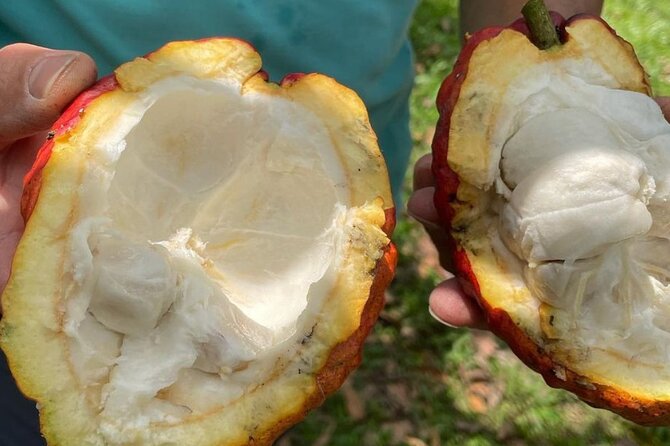 Salento, Cocora and Cacao (Chocolate) Tour From Pereira/Armenia - Booking Information