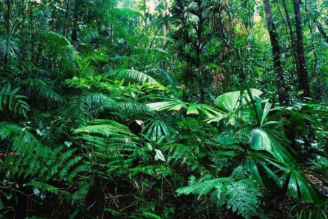 Sarapiqui River Cruise & Rainforest Walk. Private Tour From San Jose - Wildlife Spotting Tips