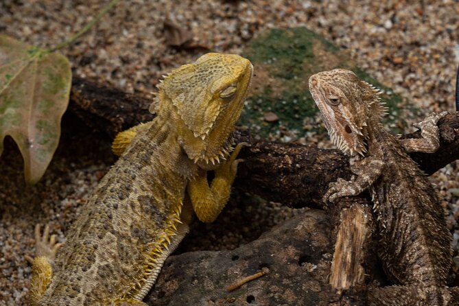 Sardinia in Miniature and Dinosaur Park With Aperitif - Booking Guidelines