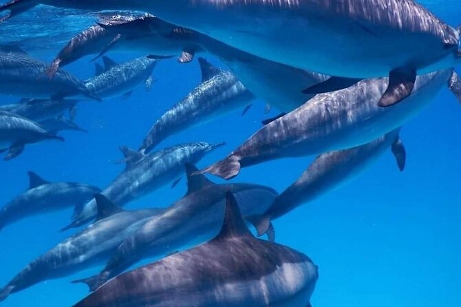 Satayeh Reef Swim With Dolphin and Snorkeling Sea Trip -Marsa Alam - Additional Costs