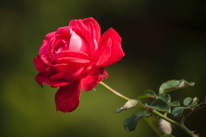 Schonbrunn Palace: Grand Ticket and In-App Audio Tour - Ticket Inclusions