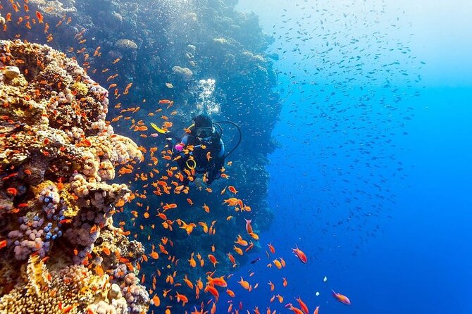 Scuba Diving Open Water PADI Course, Diving Licence Fees - Sharm El Sheikh - Frequently Asked Questions