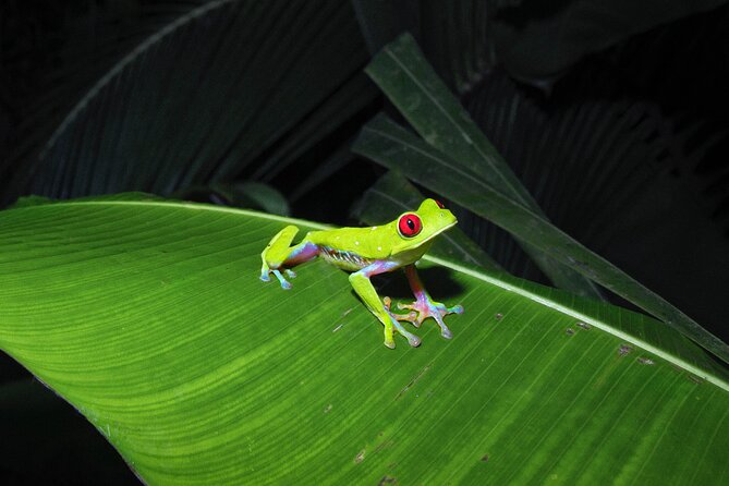 Secret Night Walk in Puerto Jimenez - Experience Expectations and Additional Info