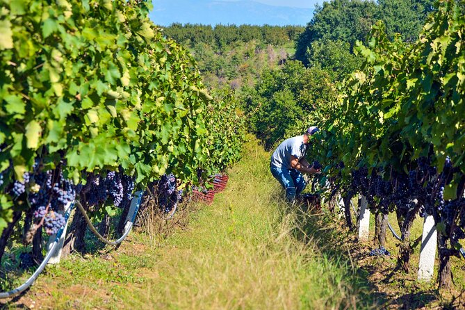 Semi-Private Wine Tour of 2 Wineries With Wine Tastings - Group Size