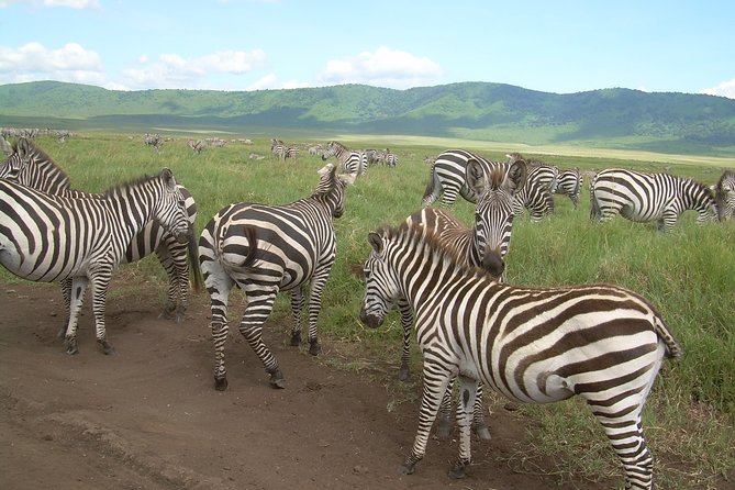 Serengeti Wildebeest Migration. - Confirmation Details