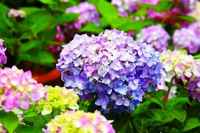 Shanghai Chengshan Botanic Gardens Round -Trip Transfer From City Area - Traveler Accessibility Information
