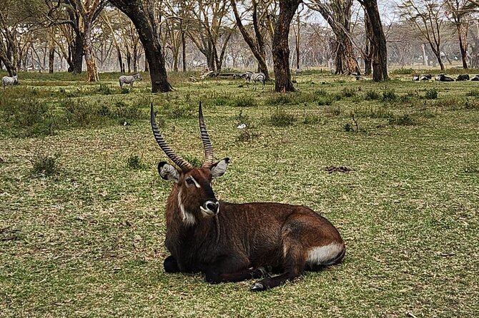 Shared Safari Walking Tour in Naivasha With Boat Ride - Accessibility Details