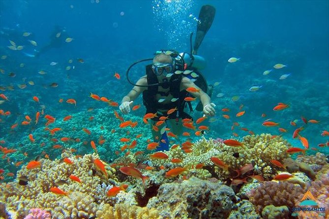 Sharks Bay Diving Trip - Inclusions and Exclusions
