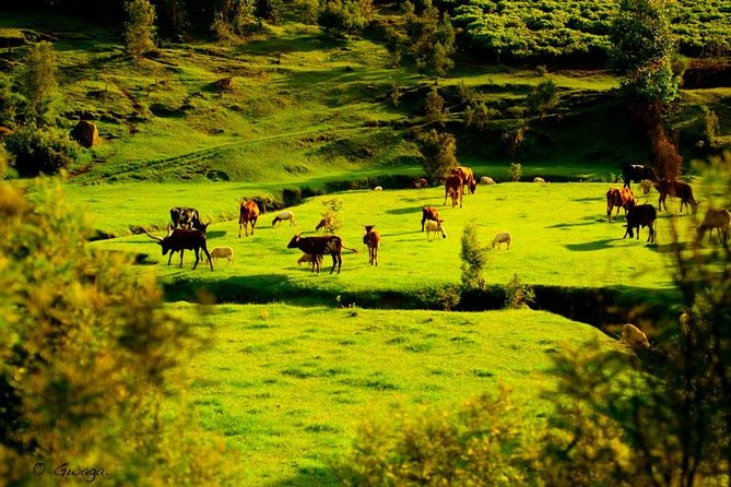 Short Wildlife and Nature Safari in Rumonge - Additional Information